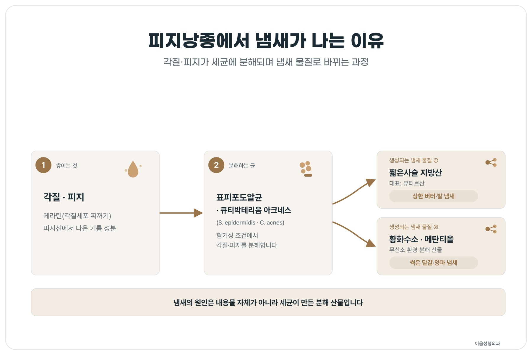 주머니 안 각질과 피지가 세균에 분해되어 냄새 물질로 바뀌는 과정